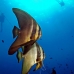 batfish_longfin_jr_v_0705_png0334.jpg